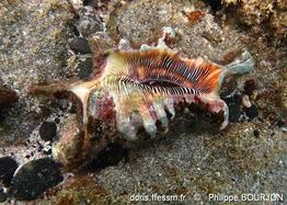 harpago_arthriticus-phbo-img_02