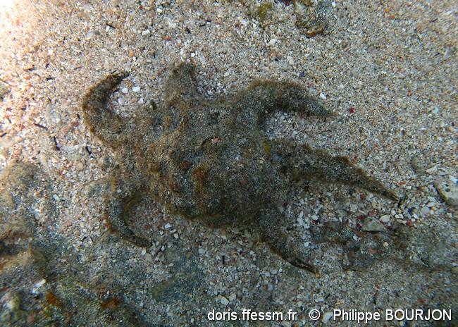 harpago_arthriticus-phbo-img_05