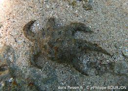 harpago_arthriticus-phbo-img_05