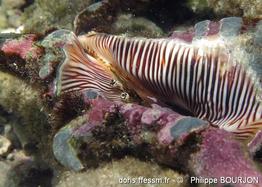 harpago_arthriticus-phbo-img_06