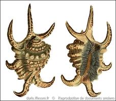 harpago_arthriticus-rda-img_856