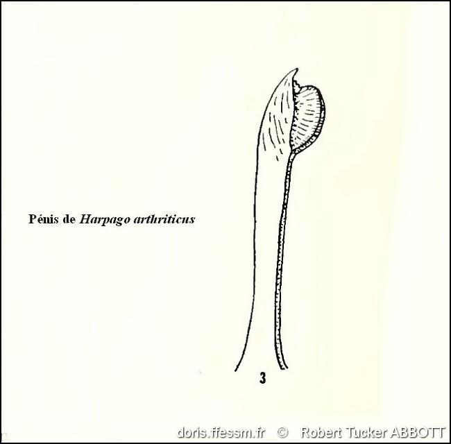 harpago_arthriticus-rtab-img_120.3