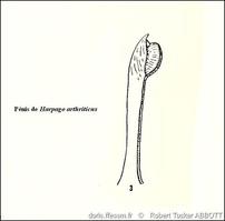harpago_arthriticus-rtab-img_120.3