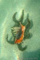 harpago_chiragra-cemi-img_01