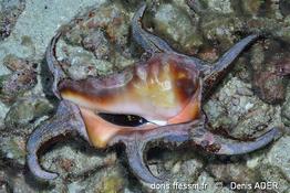 harpago_chiragra-dead-img_5465
