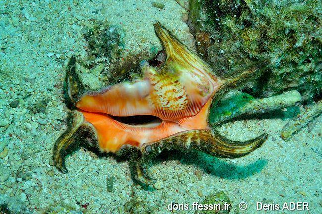 harpago_chiragra-dead-img_7527