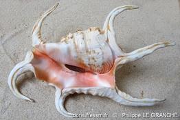 harpago_chiragra-plg-img_3781
