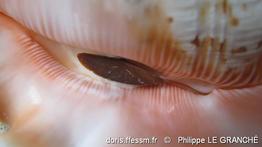 harpago_chiragra-plg-img_3782
