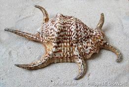 harpago_chiragra-plg-img_3783