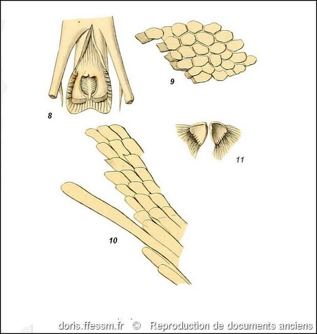 harpago_chiragra-rda-img_16