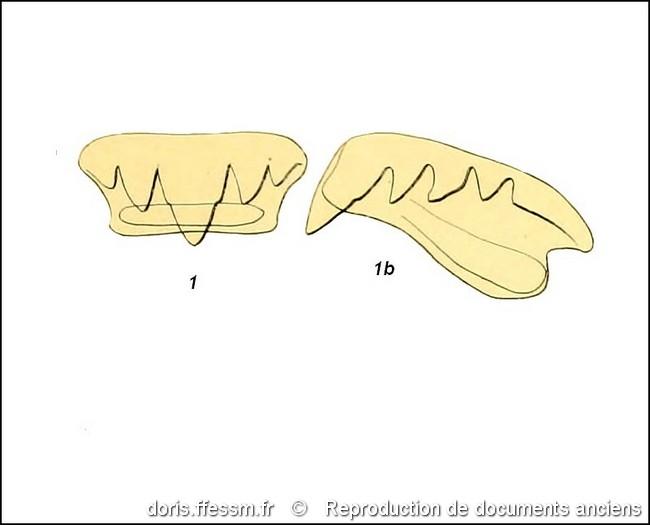 harpago_chiragra-rda-img_17