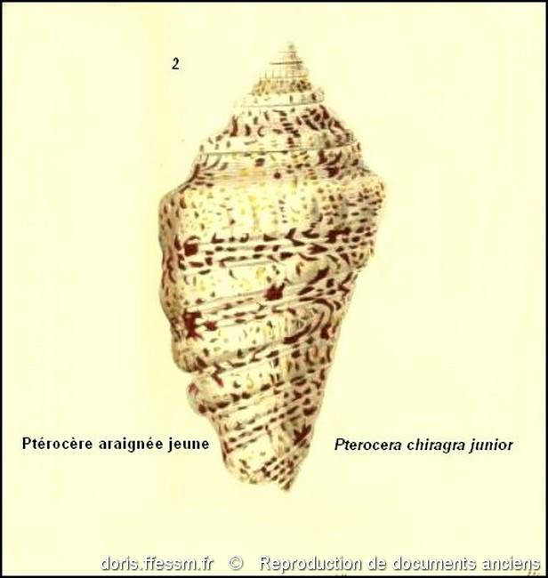 harpago_chiragra-rda-img_1908