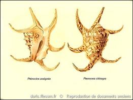 harpago_chiragra-rda-img_503