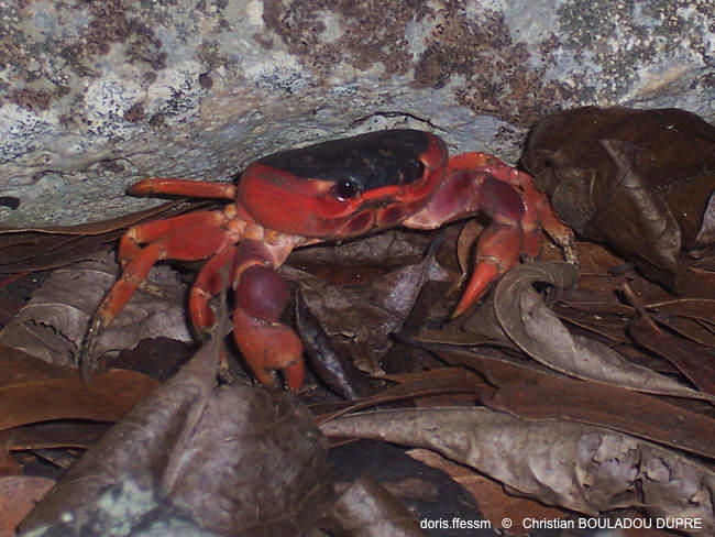 hartnollius_lateralis-cbd01