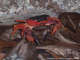 hartnollius_lateralis-cbd01