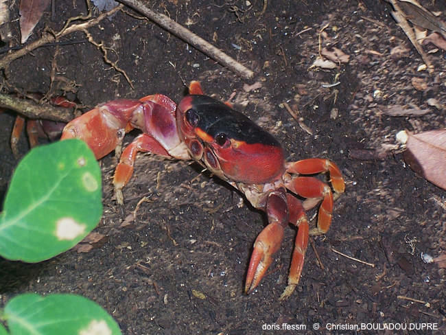 hartnollius_lateralis-cbd02