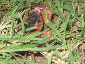 hartnollius_lateralis-en01