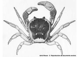 hartnollius_lateralis-fidechace1969