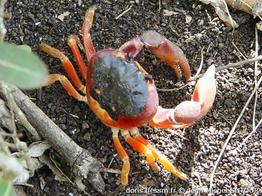 hartnollius_lateralis-jms02