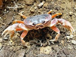 hartnollius_lateralis-jms03