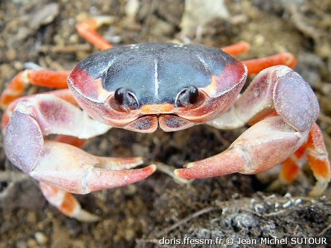 hartnollius_lateralis-jms04