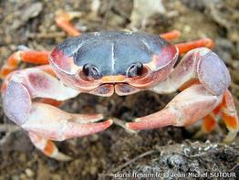 hartnollius_lateralis-jms04