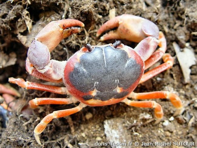 hartnollius_lateralis-jms05