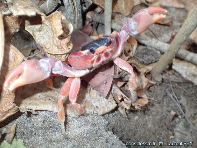 hartnollius_lateralis-lf02