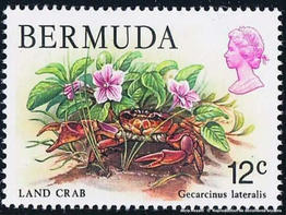 hartnollius_lateralis-reprodoc01