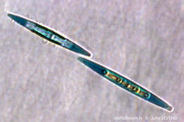 haslea_provincialis-js2