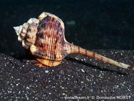 haustellum haustellum-doho-img_04