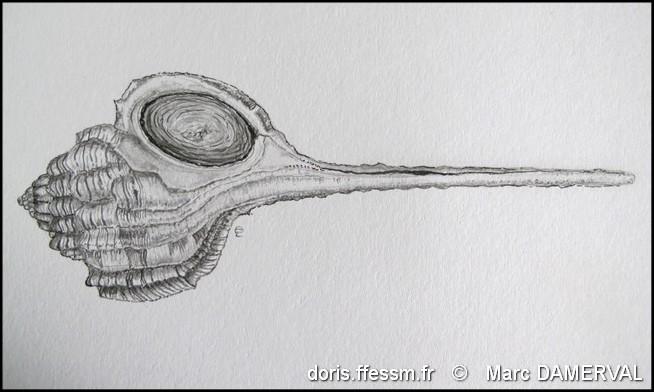 haustellum_haustellum-mada-img_8842