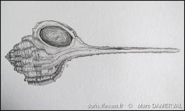 haustellum_haustellum-mada-img_8842