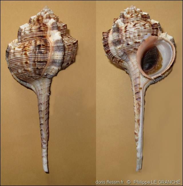 haustellum_haustellum-plg-img_002