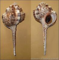 haustellum_haustellum-plg-img_002