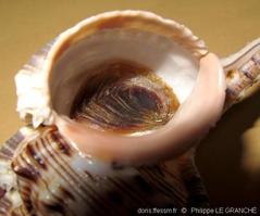 haustellum_haustellum-plg-img_3655