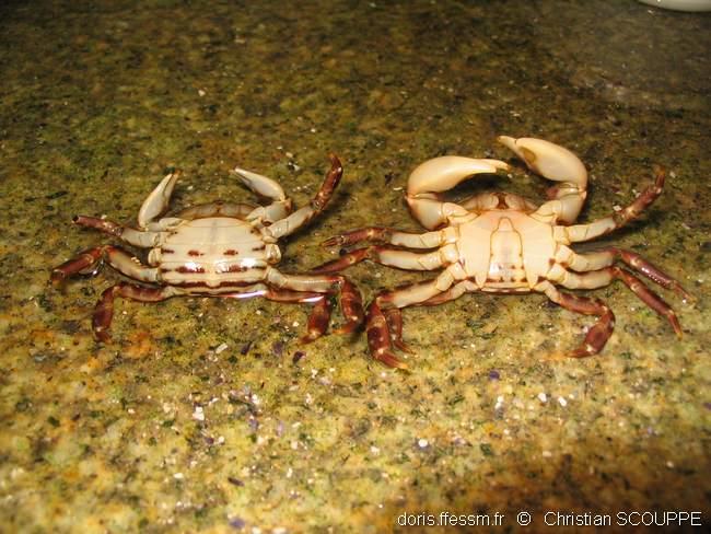 hemigrapsus_sanguineus-chsc-img_01 hemigrapsus_sanguineus-chsc-img_01