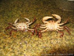 hemigrapsus_sanguineus-chsc-img_01
