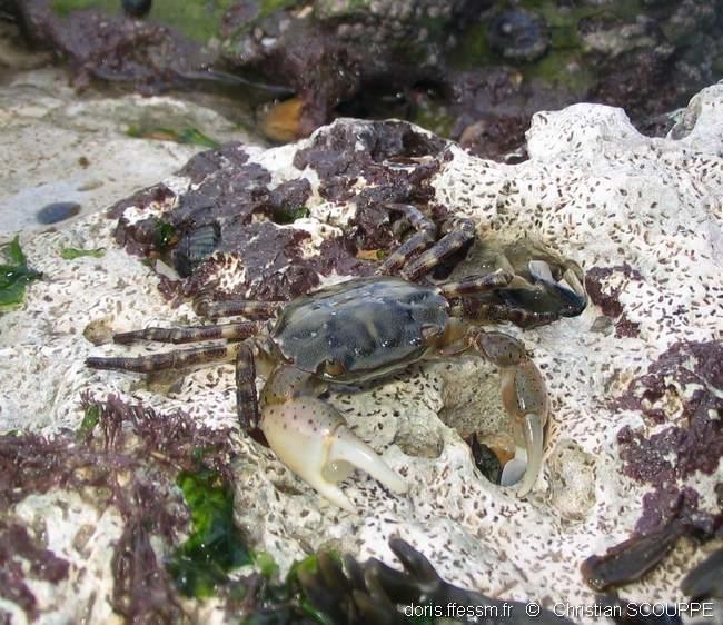 hemigrapsus_sanguineus-chsc-img_03 hemigrapsus_sanguineus-chsc-img_03