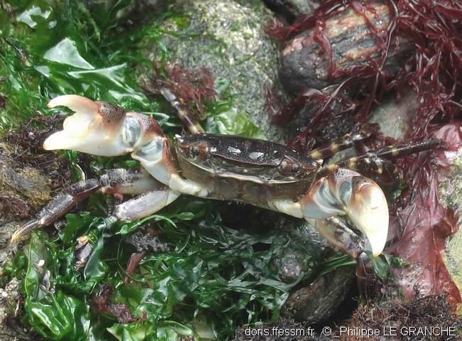 hemigrapsus_sanguineus-plg-img_1250 hemigrapsus_sanguineus-plg-img_1250