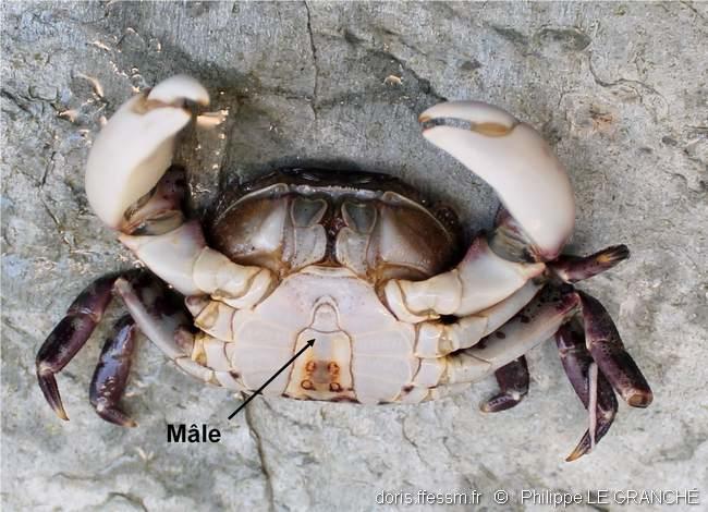 hemigrapsus_sanguineus-plg-img_29136 hemigrapsus_sanguineus-plg-img_29136