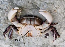 hemigrapsus_sanguineus-plg-img_29136