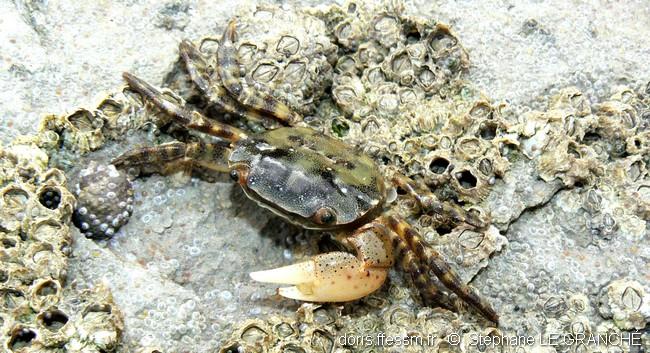 hemigrapsus_sanguineus-slg-06-2_tn