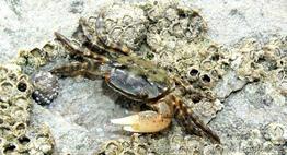 hemigrapsus_sanguineus-slg-06-2_tn