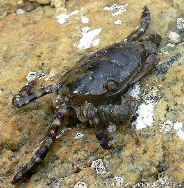hemigrapsus_sanguineus-stlg-img_01 hemigrapsus_sanguineus-stlg-img_01