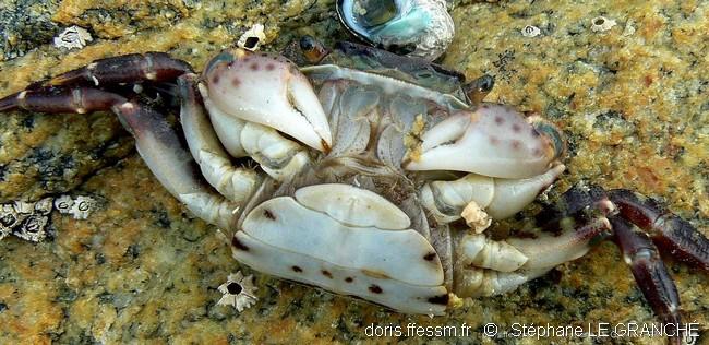 hemigrapsus_sanguineus-stlg-img_02 hemigrapsus_sanguineus-stlg-img_02