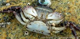 hemigrapsus_sanguineus-stlg-img_02