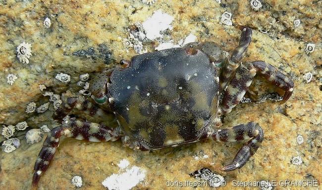 hemigrapsus_sanguineus-stlg-img_03 hemigrapsus_sanguineus-stlg-img_03
