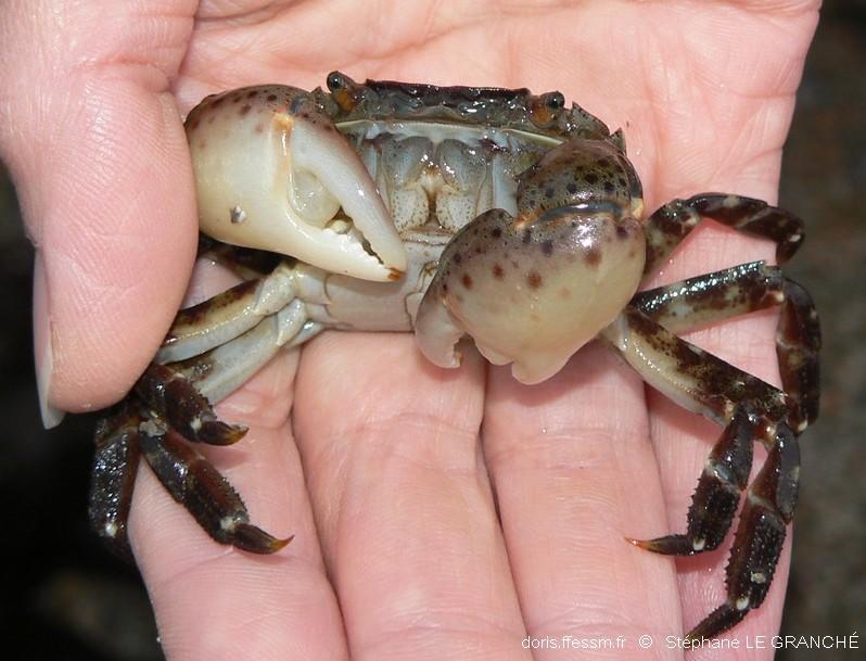 hemigrapsus_sanguineus-stlg-img_04 hemigrapsus_sanguineus-stlg-img_04