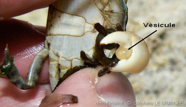 hemigrapsus_sanguineus-stlg-img_90020 hemigrapsus_sanguineus-stlg-img_90020